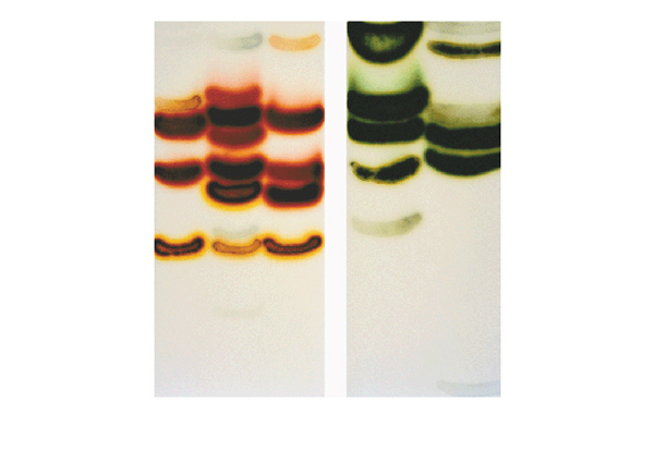Jaq Chartier | Red Green
