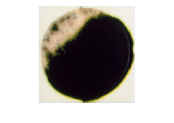 Jaq Chartier | Green Test