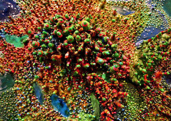 Elise Richman | Pool II detail